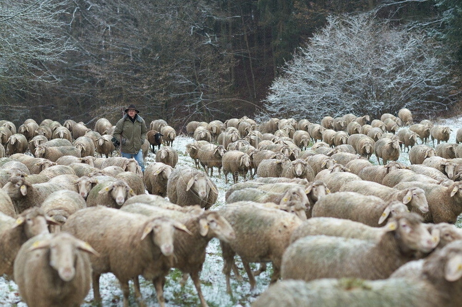 114498 Schäfer im Winter mit Schafherde unterwegs