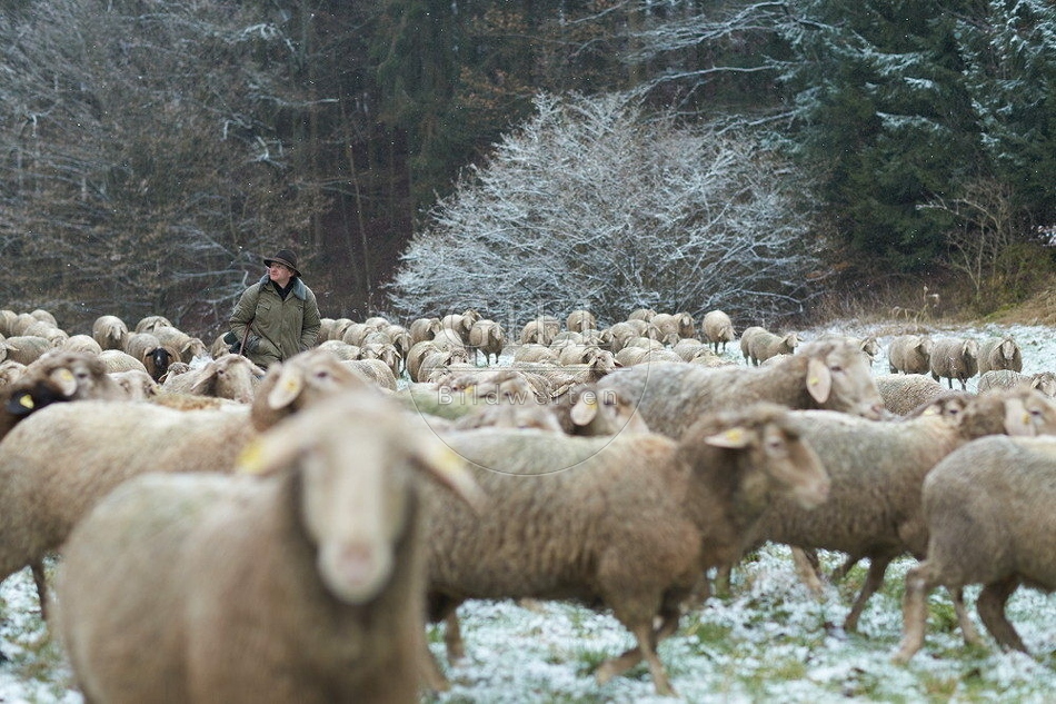 114499 Schäfer im Winter mit Schafherde unterwegs