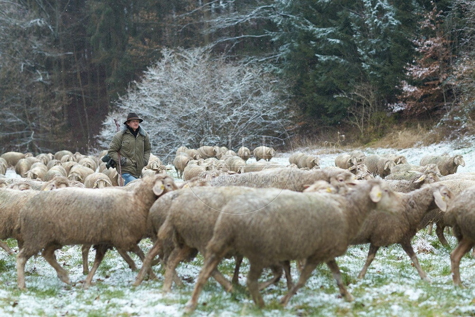 114500 Schäfer im Winter mit Schafherde unterwegs