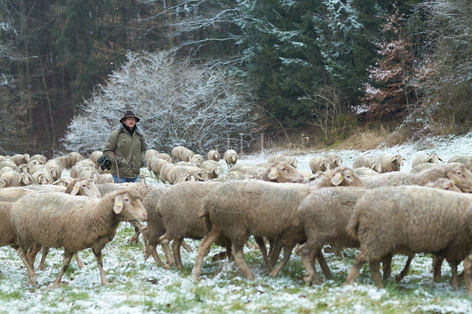 114501 Schäfer im Winter mit Schafherde unterwegs