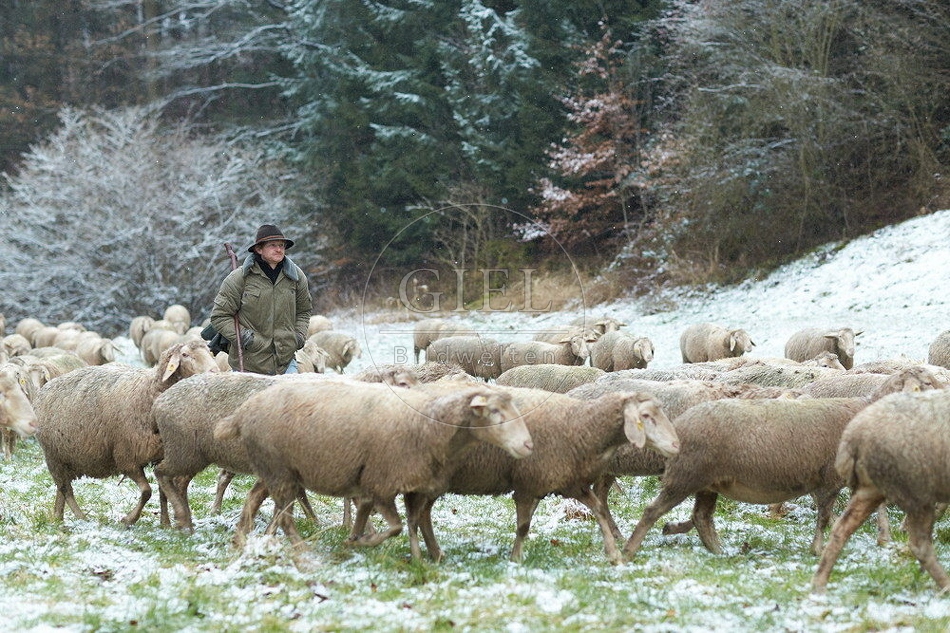 114502 Schäfer im Winter mit Schafherde unterwegs