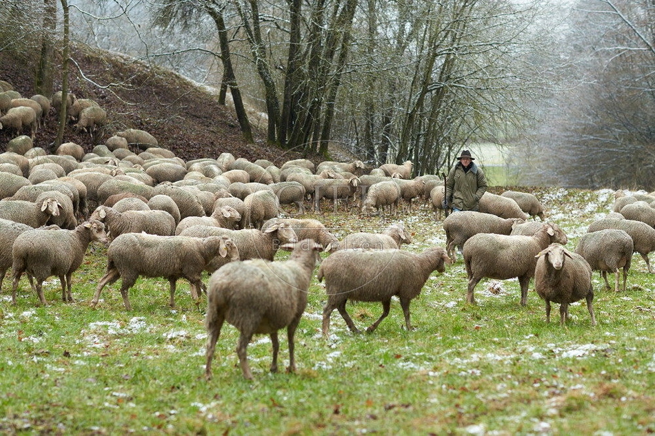 114504 Schäfer im Winter mit Schafherde unterwegs