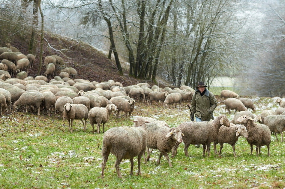 114505 Schäfer im Winter mit Schafherde unterwegs