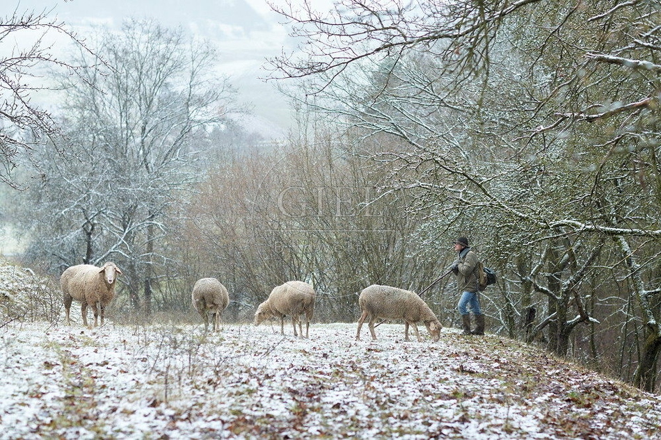 114506 Schäfer im Winter mit Schafherde unterwegs
