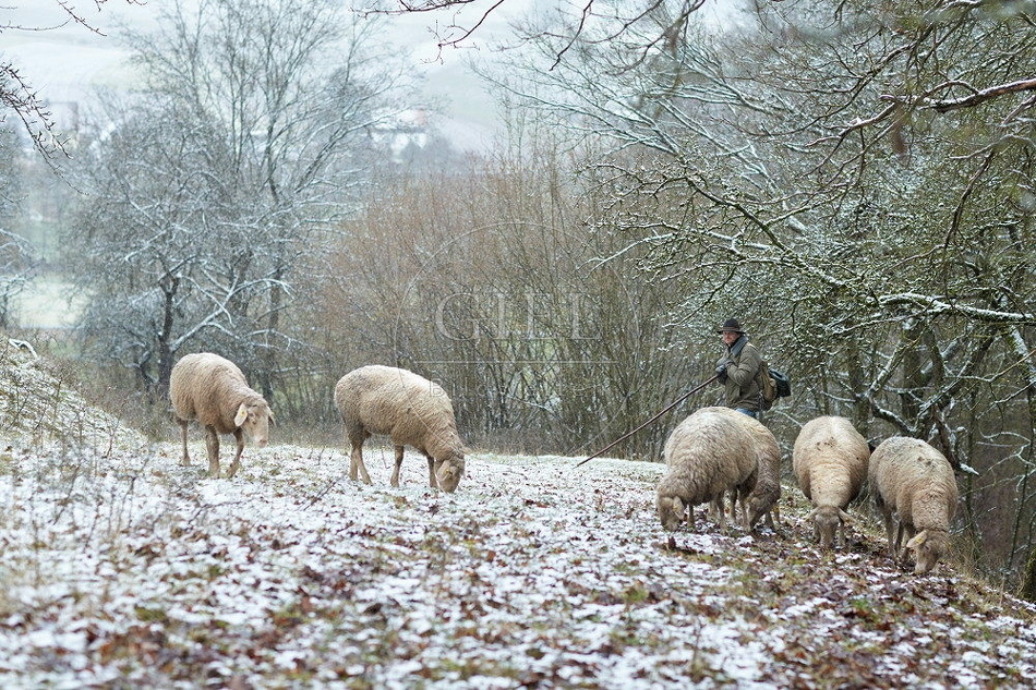 114507 Schäfer im Winter mit Schafherde unterwegs