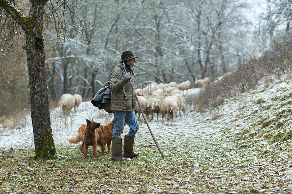 114508 Schäfer im Winter mit Schafherde unterwegs