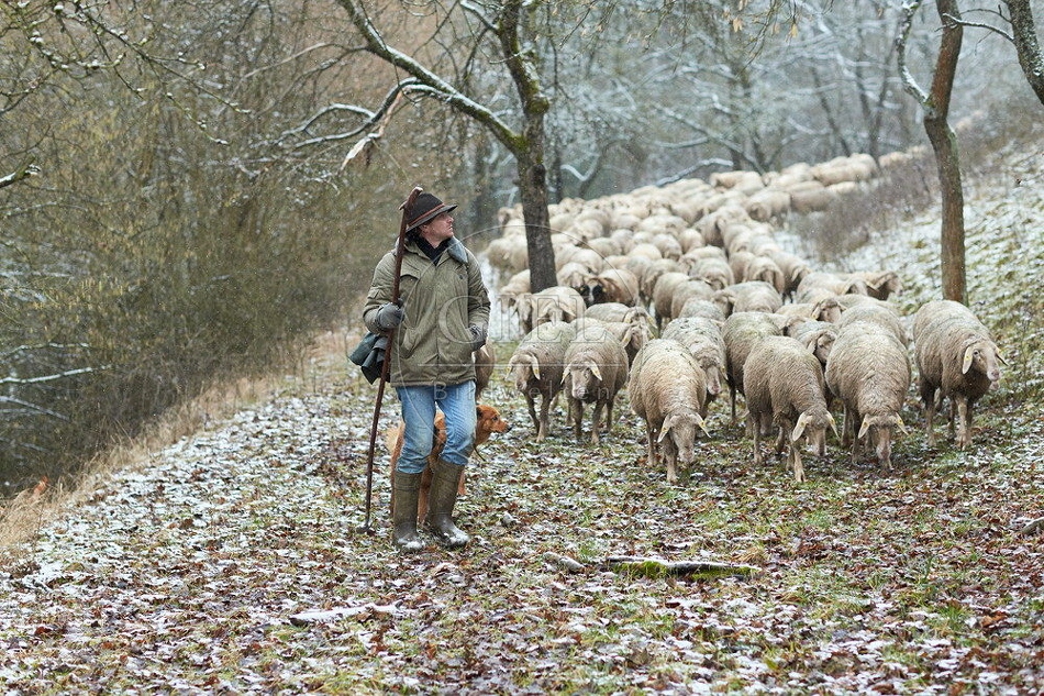 114509 Schäfer im Winter mit Schafherde unterwegs
