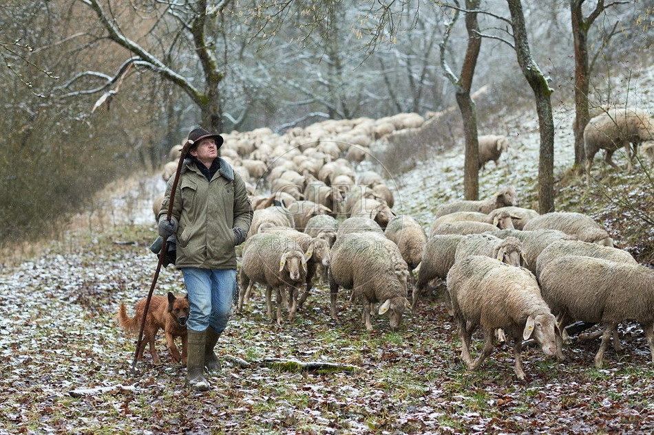 114510 Schäfer im Winter mit Schafherde unterwegs