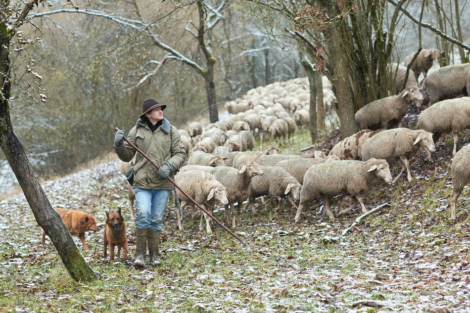 114511 Schäfer im Winter mit Schafherde unterwegs