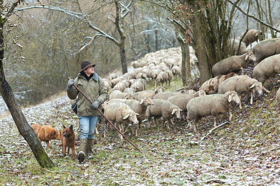114512 Schäfer im Winter mit Schafherde unterwegs