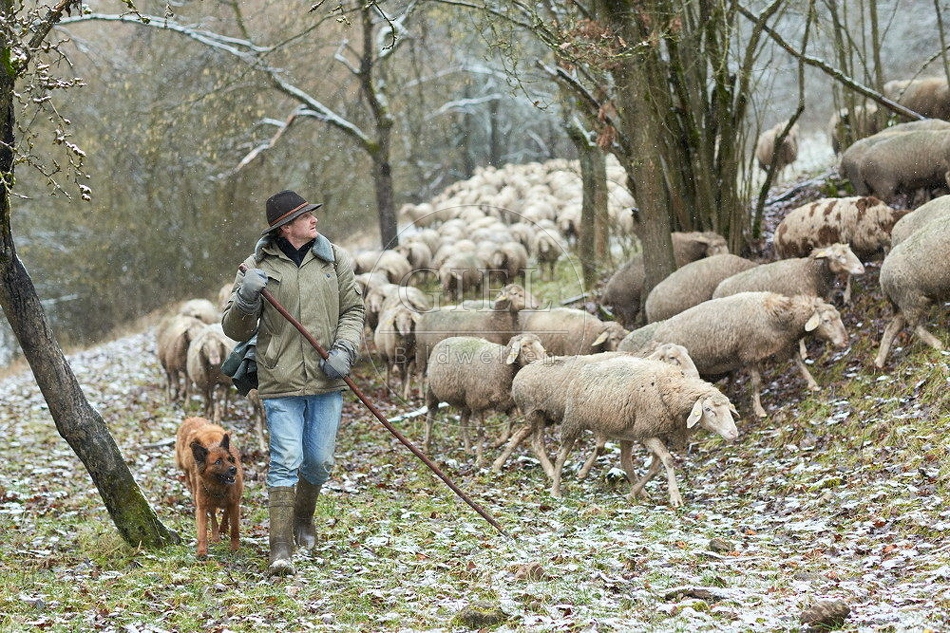 114513 Schäfer im Winter mit Schafherde unterwegs