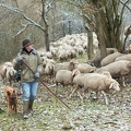 114513 Schäfer im Winter mit Schafherde unterwegs