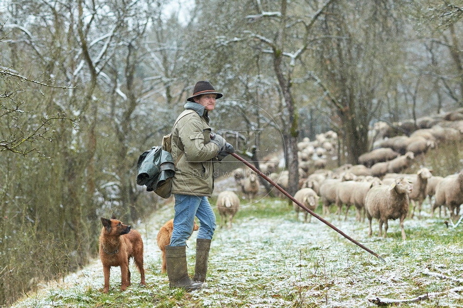 114514 Schäfer im Winter mit Schafherde unterwegs