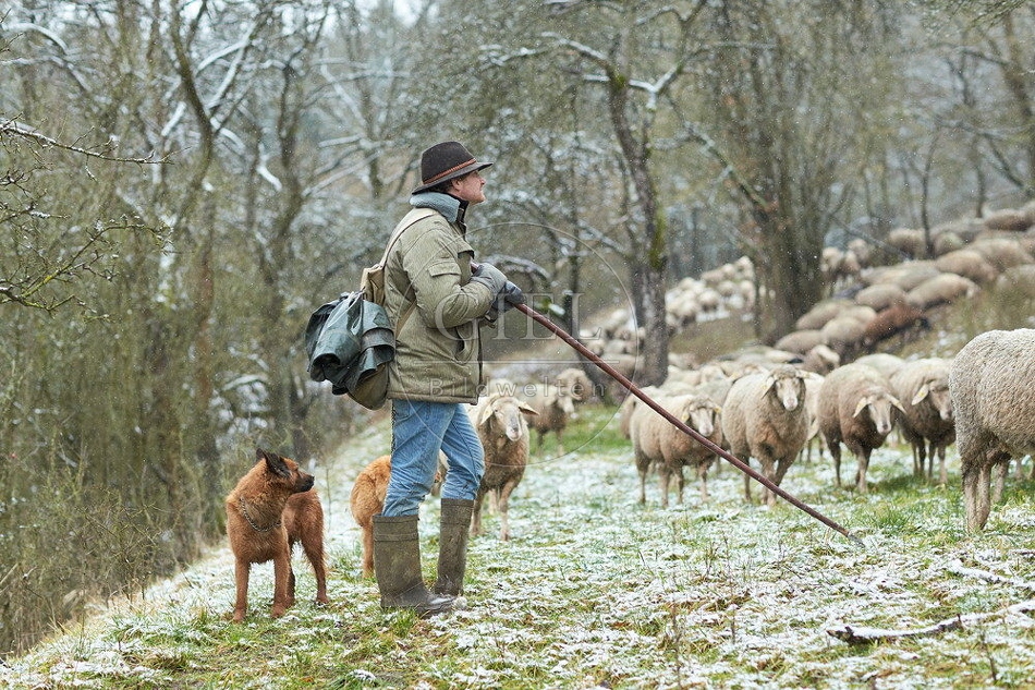 114515 Schäfer im Winter mit Schafherde unterwegs