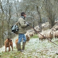114515 Schäfer im Winter mit Schafherde unterwegs