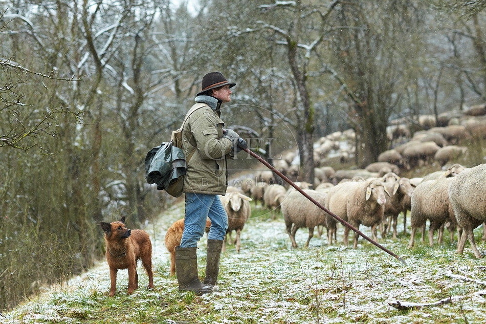 114516 Schäfer im Winter mit Schafherde unterwegs