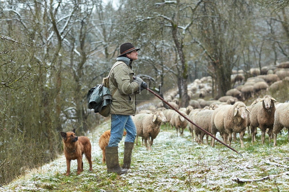 114517 Schäfer im Winter mit Schafherde unterwegs