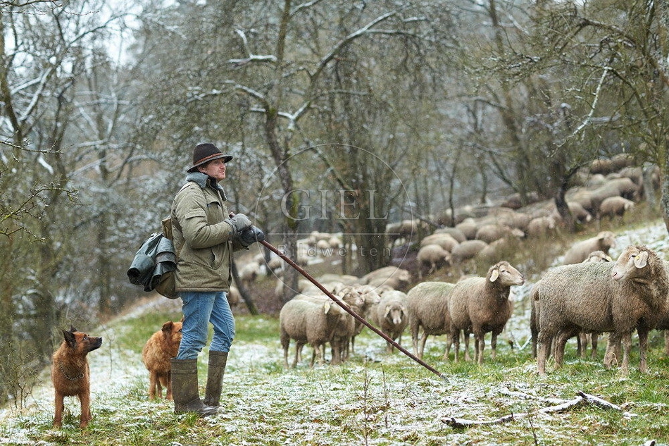 114518 Schäfer im Winter mit Schafherde unterwegs