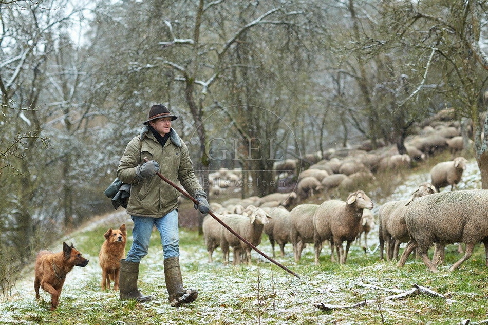 114519 Schäfer im Winter mit Schafherde unterwegs