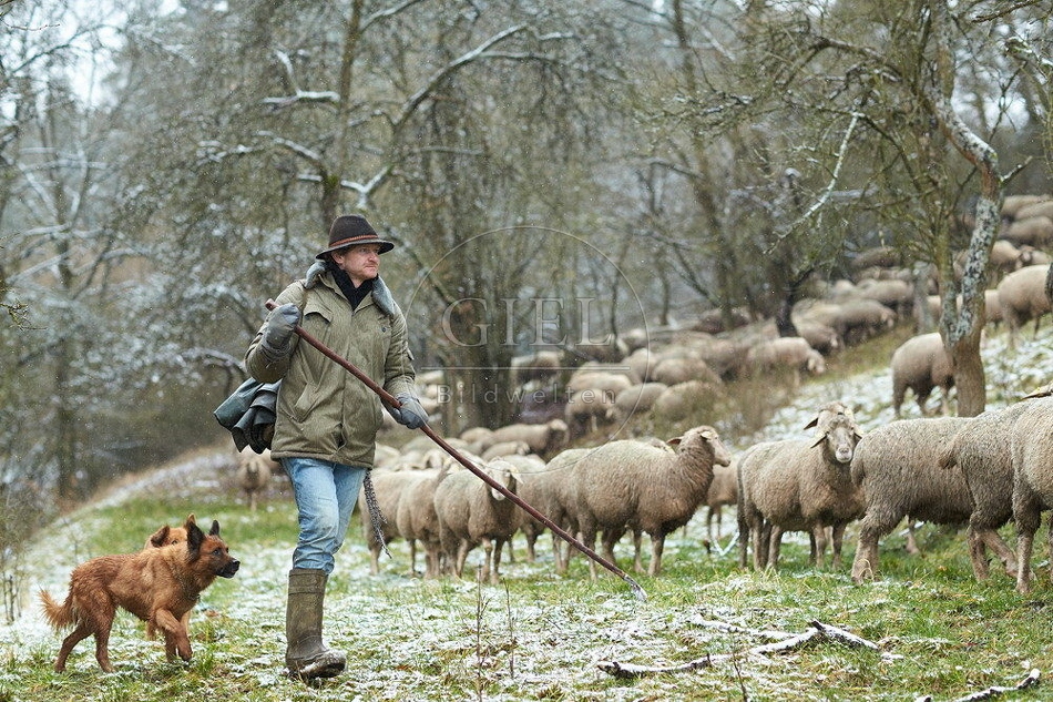 114520 Schäfer im Winter mit Schafherde unterwegs