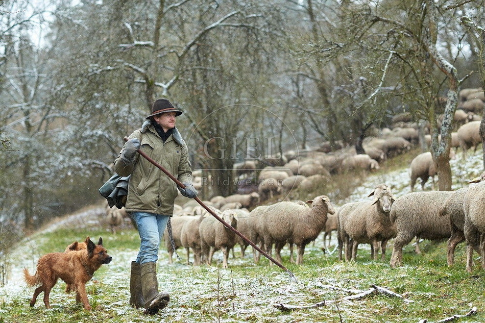 114521 Schäfer im Winter mit Schafherde unterwegs