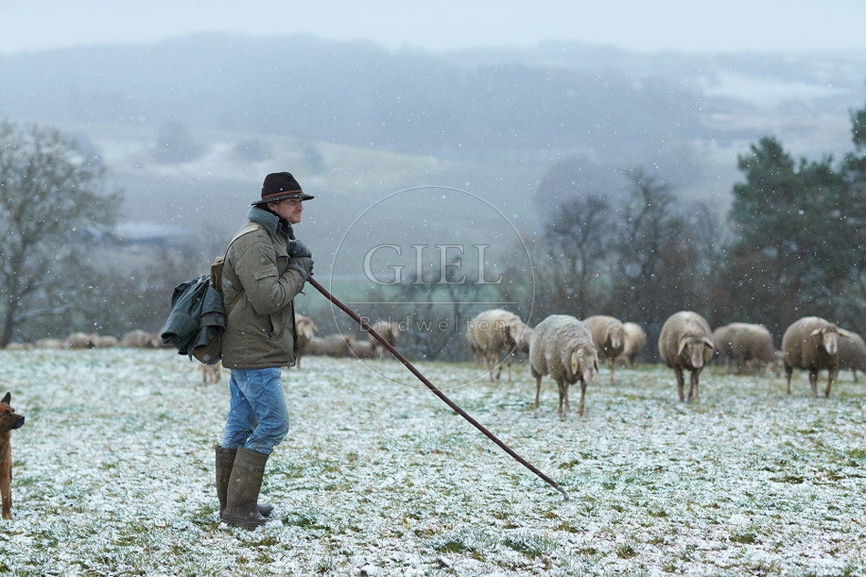 114522 Schäfer im Winter mit Schafherde unterwegs