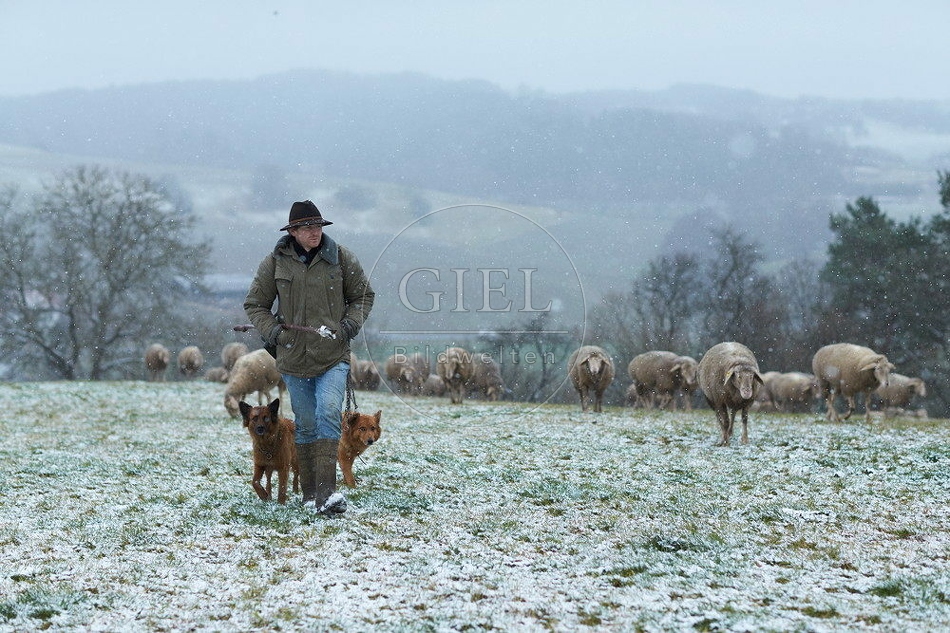 114524 Schäfer im Winter mit Schafherde unterwegs
