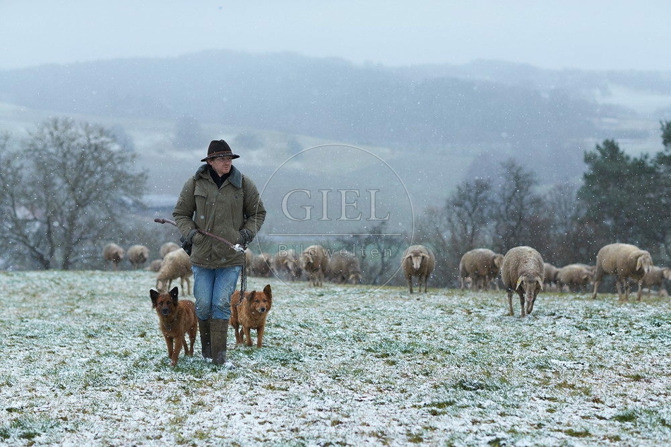 114525 Schäfer im Winter mit Schafherde unterwegs
