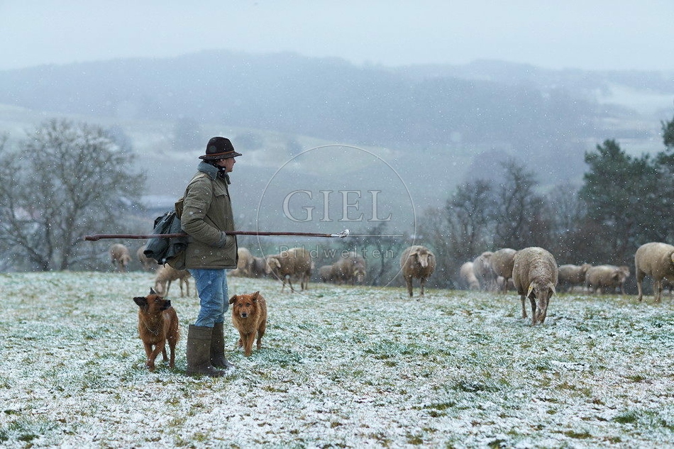 114526 Schäfer im Winter mit Schafherde unterwegs