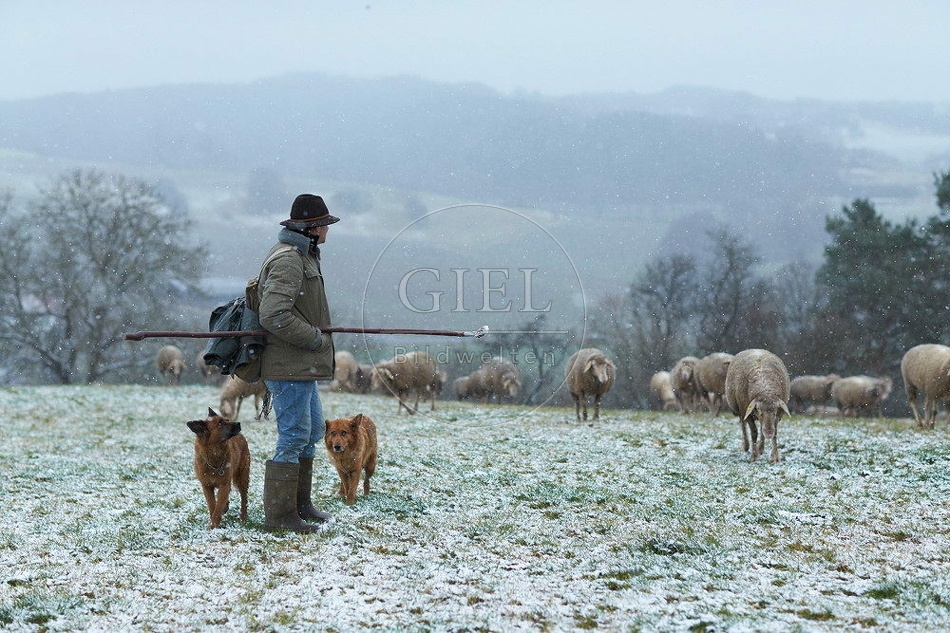 114527 Schäfer im Winter mit Schafherde unterwegs