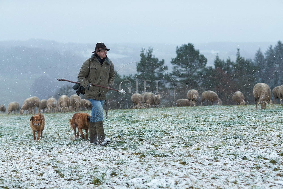 114528 Schäfer im Winter mit Schafherde unterwegs