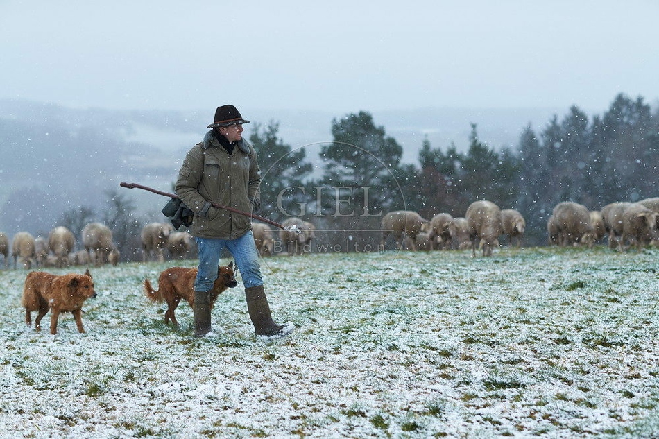 114529 Schäfer im Winter mit Schafherde unterwegs