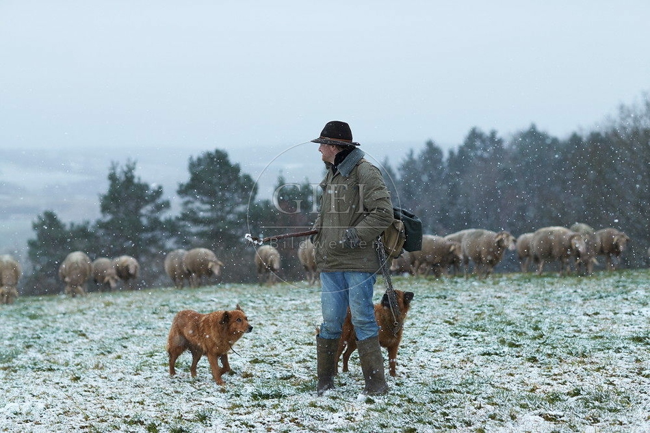 114530 Schäfer im Winter mit Schafherde unterwegs