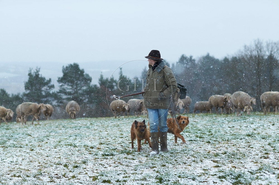 114531 Schäfer im Winter mit Schafherde unterwegs