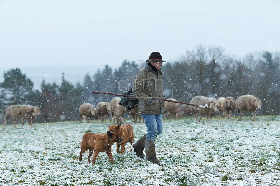 114532 Schäfer im Winter mit Schafherde unterwegs