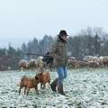 114532 Schäfer im Winter mit Schafherde unterwegs
