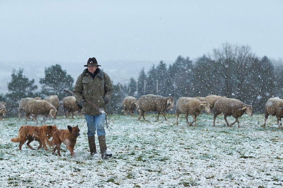 114533 Schäfer im Winter mit Schafherde unterwegs