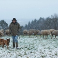 114534 Schäfer im Winter mit Schafherde unterwegs