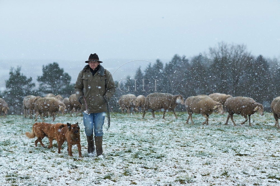114535 Schäfer im Winter mit Schafherde unterwegs