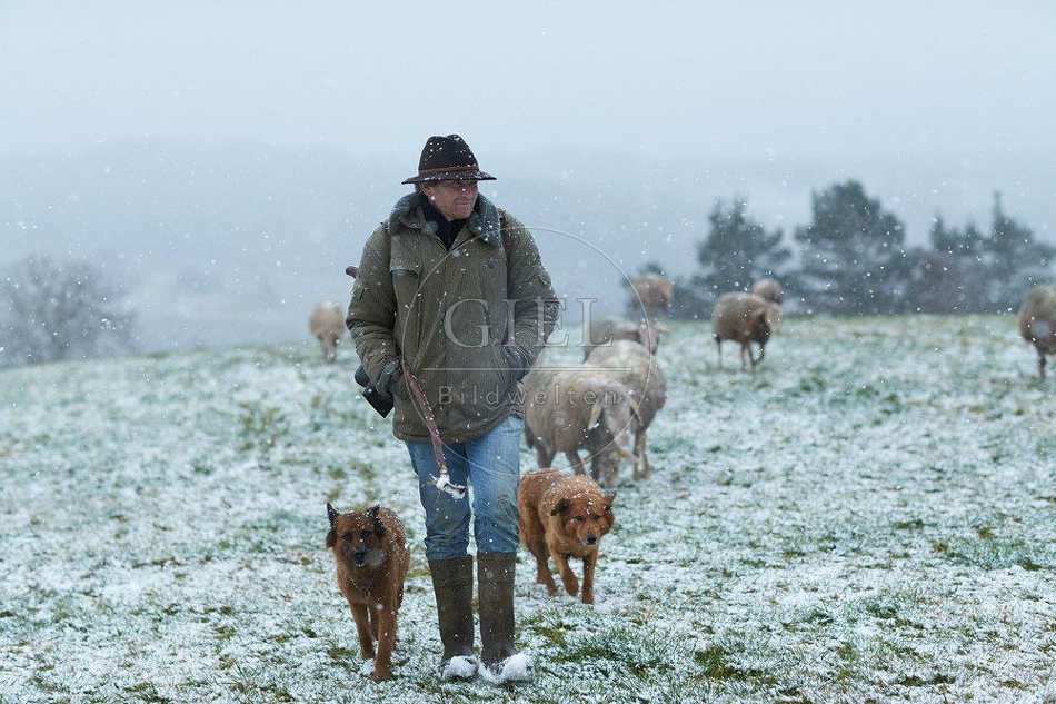114536 Schäfer im Winter mit Schafherde unterwegs