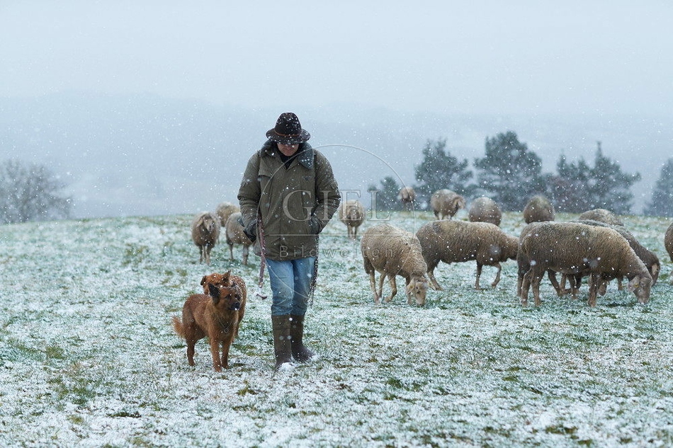 114537 Schäfer im Winter mit Schafherde unterwegs