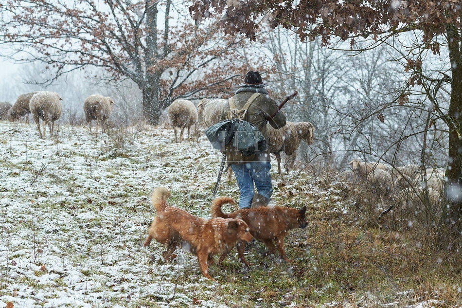 114539 Schäfer im Winter mit Schafherde unterwegs