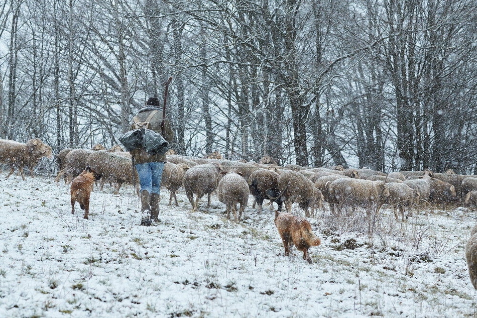 114540 Schäfer im Winter mit Schafherde unterwegs