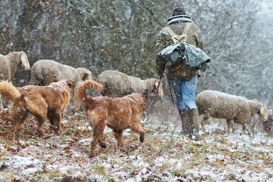 114541 Schäfer im Winter mit Schafherde unterwegs