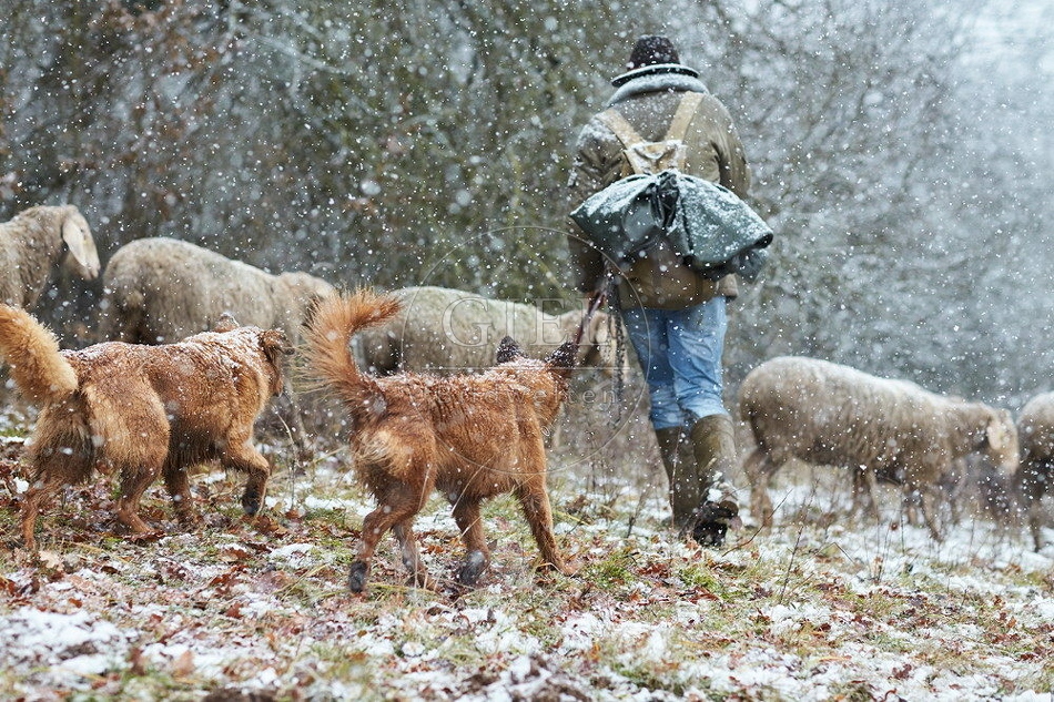 114542 Schäfer im Winter mit Schafherde unterwegs