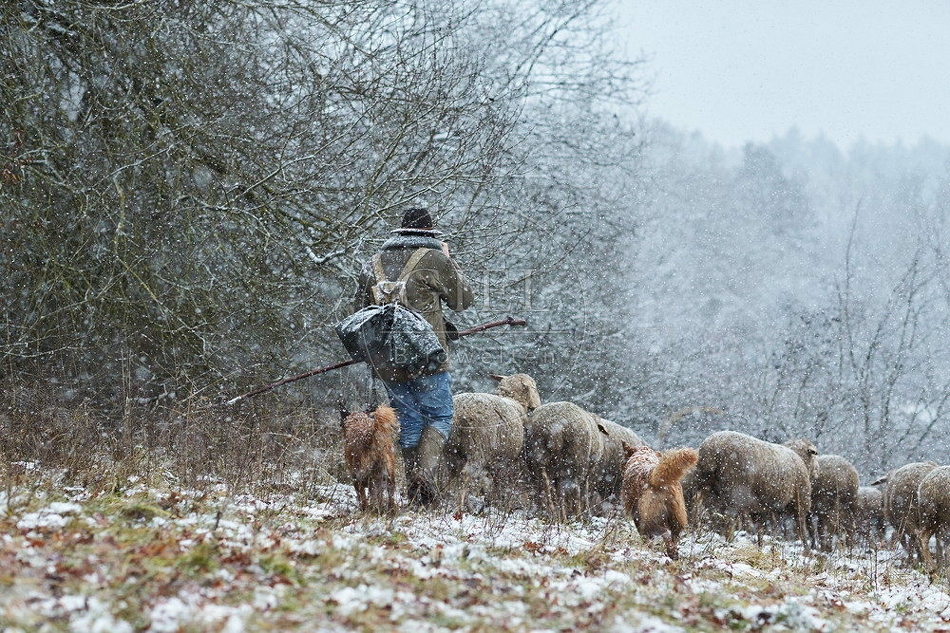 114543 Schäfer im Winter mit Schafherde unterwegs