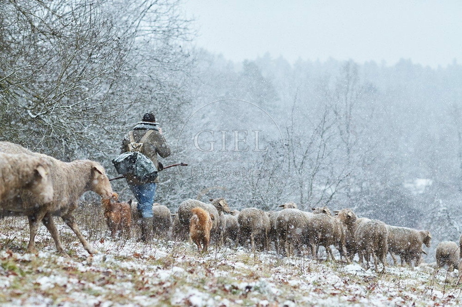 114544 Schäfer im Winter mit Schafherde unterwegs