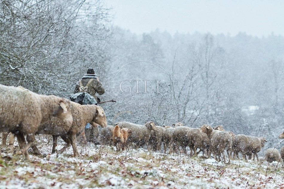 114545 Schäfer im Winter mit Schafherde unterwegs