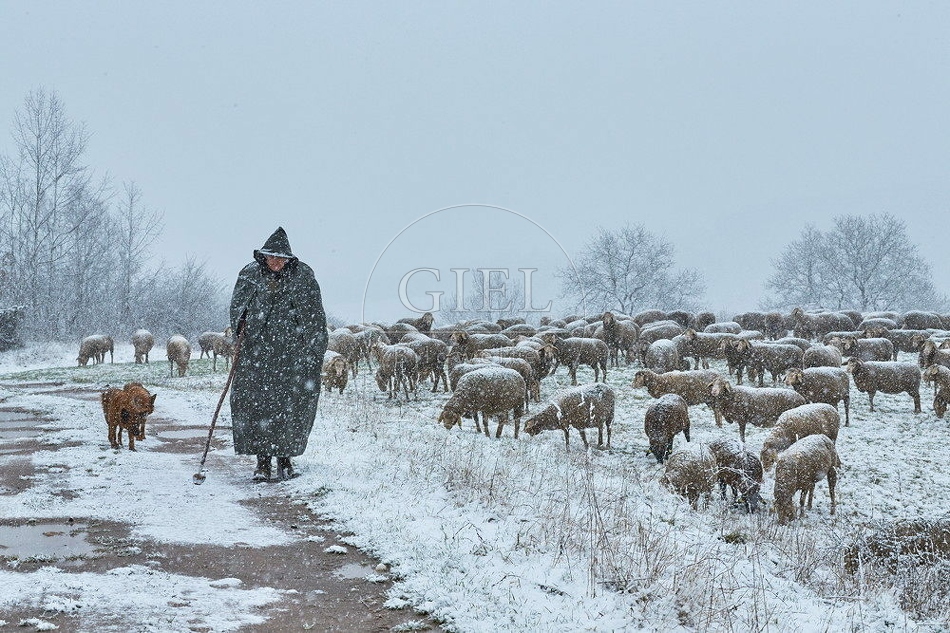 114546 Schäfer im Winter mit Schafherde unterwegs