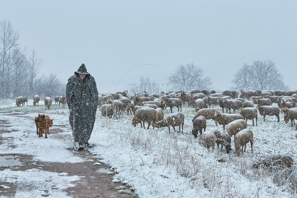 114547 Schäfer im Winter mit Schafherde unterwegs